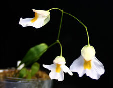 Utricularia Alpina * Carnivorous * Alpine Bladderworts * Very Rare Plant * Seeds for sale  Shipping to South Africa