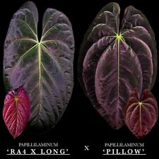 Anthurium papillilaminum ra4 for sale  Tampa