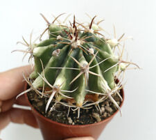 Ferocactus herrerae with WHITE VARIEGATED AREAS 24P for sale  Shipping to South Africa
