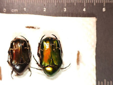 Coleoptera scarabeidae cetonid usato  Cecina