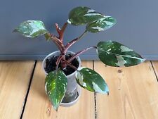 Philodendron anderson variegat gebraucht kaufen  Ruhrort