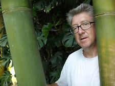 Samen monster bambus gebraucht kaufen  Calw