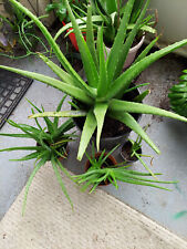 Aloe vera plants for sale  Bradenton