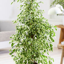 Ficus golden king for sale  UK