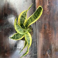 Snake plant sanservieria for sale  Centralia
