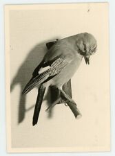Photo 1950 bird d'occasion  Avignon