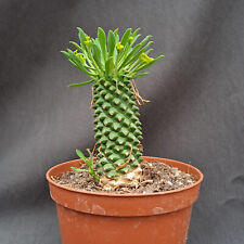 Euphorbia cv. sotetsu usato  Casatenovo
