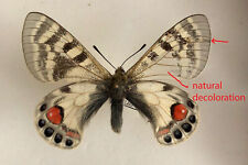 PARNASSIUS CHARLTONIUS DUCALIS*****male form****PAKISTAN, used for sale  Shipping to South Africa