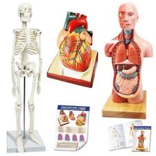 anatomie torso gebraucht kaufen  Nettetal