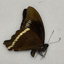 Butterfly papilio desmondi for sale  READING