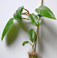 Philodendron red baron d'occasion  Toulouse-