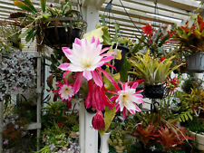 Epiphyllum hybrids collection for sale  San Clemente