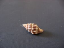 Coquillage buccinidae clivipol d'occasion  Carry-le-Rouet