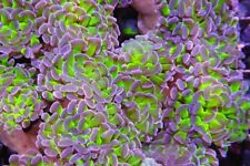 Green stem purple for sale  CLACTON-ON-SEA
