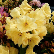 Rhododendron golden wonder for sale  UK