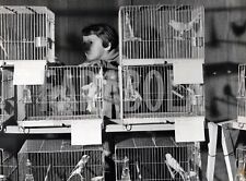 Vintage animali milano usato  Roma