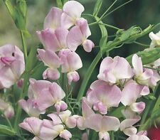 Everlasting sweet pea for sale  LOUTH
