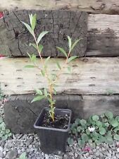 Salix erythroflexuosa golden for sale  UK