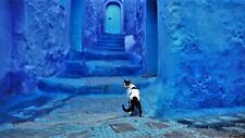 Cat blue city d'occasion  Expédié en France