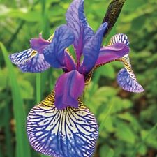 Siberian iris shakers for sale  LAMPETER
