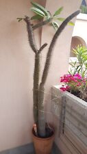 Pachypodium lamerei cactus usato  Inzago
