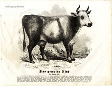 Kuh 1841 riginal gebraucht kaufen  München