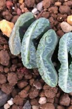 Rare haworthia Truncata Italian cultivar “Cave Green” TC21 7,5cm no variegated for sale  Shipping to South Africa