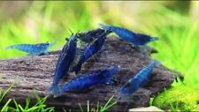 Crevettes blue velvet d'occasion  Sorgues