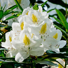 Rhododendron madame masson for sale  UK