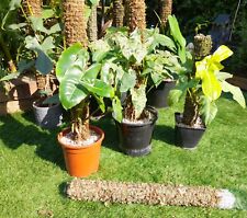 Sphagnum Moss Pole - 60cm  6cm thick for philodendron ,syngonium climbing plants for sale  Shipping to South Africa