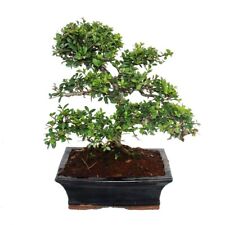 Bonsai ilex crenata gebraucht kaufen  Zweibrücken