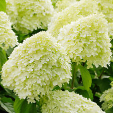 Used, Hydrangea Limelight Spreading Deciduous Flowering Potted Outdoor Garden Shrub for sale  UK
