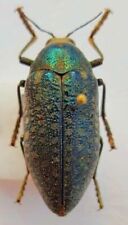 Beetle buprestidae male gebraucht kaufen  Netphen