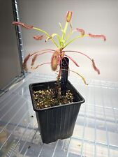 Drosera capensis baineskloof for sale  KIDDERMINSTER