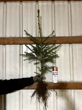 Norway spruce transplants for sale  Manistee