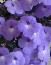 Achimenes blue swan d'occasion  Rosans