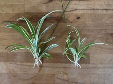 Variegated spider plant for sale  BEXHILL-ON-SEA