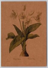 Used, Postcard Giant Crinum The Bible of Lilies Pierre-Joseph Redoute Botanicals for sale  Shipping to South Africa