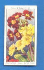 Garden flowers. .39.polyanthus for sale  Shipping to Ireland