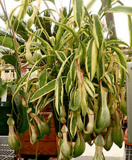 Nepenthes graciliflora albovar for sale  Redwood City