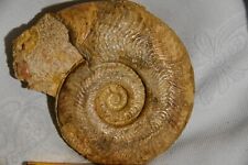Grande ammonite harpoceras d'occasion  Pont-à-Mousson