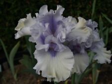Schwertlilie iris heavenly gebraucht kaufen  Markt Bibart