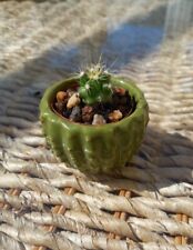 Healthy baby cactus for sale  GALASHIELS