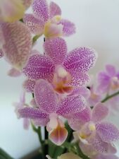 Phalaenopsis mayshang angel for sale  CHELMSFORD