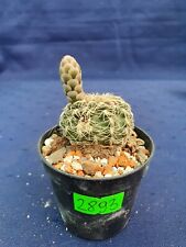 Gymnocalycium parvulum 2893p, used for sale  Shipping to South Africa