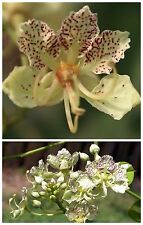 Semi bauhinia retusa usato  Nizza Di Sicilia