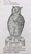 Hibou 1557 owl d'occasion  Tuchan