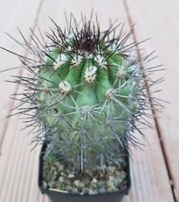 Copiapoa marginata multicolore usato  Foligno