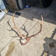 mounted deer head for sale  SHEFFIELD