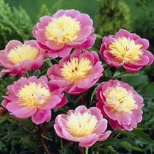 Pack perennial peony for sale  PETERBOROUGH